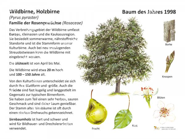 Wildbirne - Baum des Jahres 1998