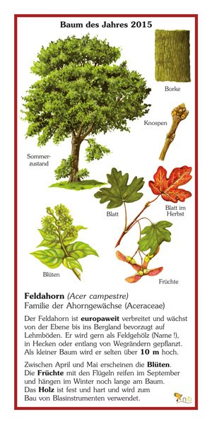 Feldahorn - Baum des Jahres 2015