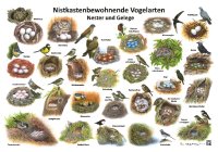 Nistkastenbewohnende Vogelarten