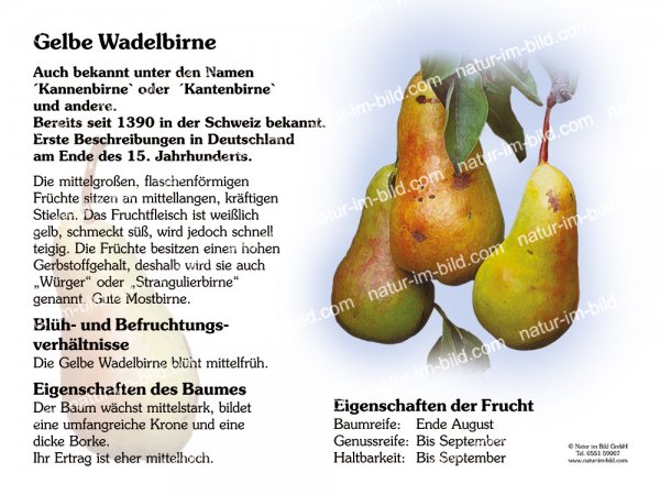 Gelbe Wadelbirne
