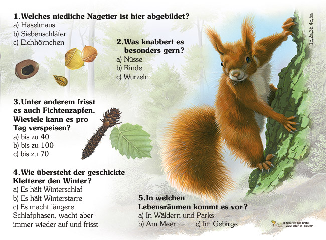Eichhörnchen -Quiz | Quiztafel | Lehrtafeln | Natur im Bild Lehrtafeln