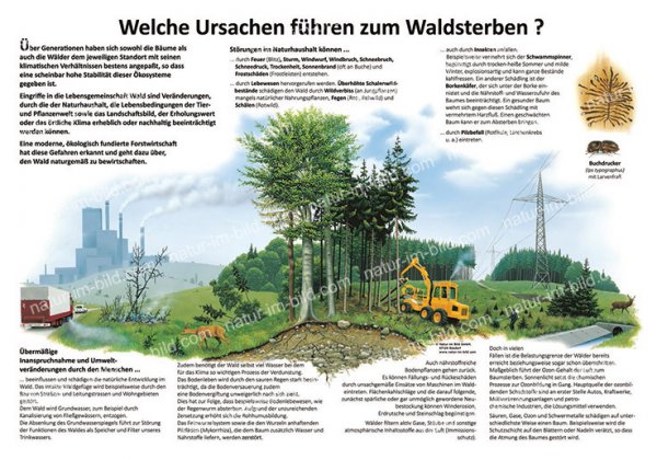 Welche Ursachen führen zum Waldsterben?
