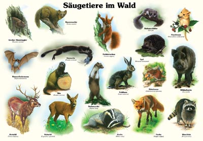 Säugetiere im Wald | Säugetiere | Lehrtafeln | Natur im Bild Lehrtafeln