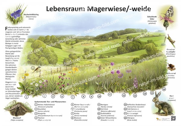 Lebensraum Magerwiese/-weide