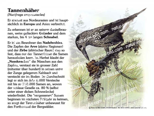 Tannenhäher