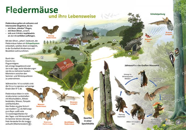 Fledermäuse und ihre Lebensweise