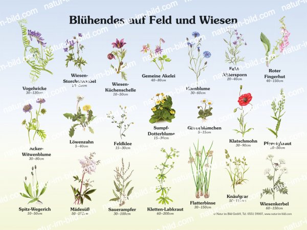 Blühendes auf Feld und Wiesen