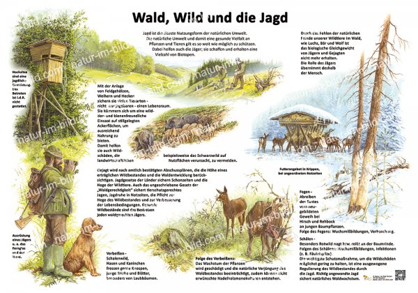 Wald, Wild und die Jagd