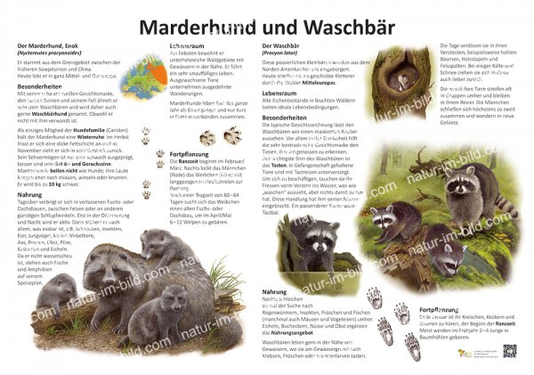 Marderhund und Waschbär