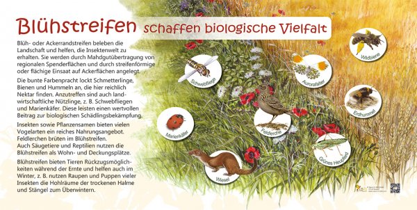 Blühstreifen, 80 x 40 cm, 10 mm HPL