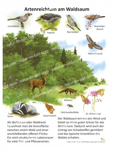 Artenreichtum am Waldsaum
