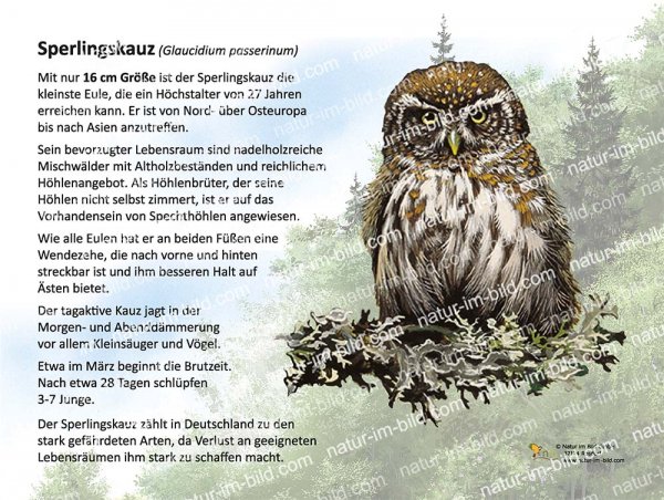 Sperlingskauz