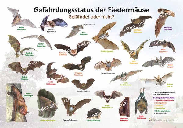 Gefährdungsstatus der Fledermaus