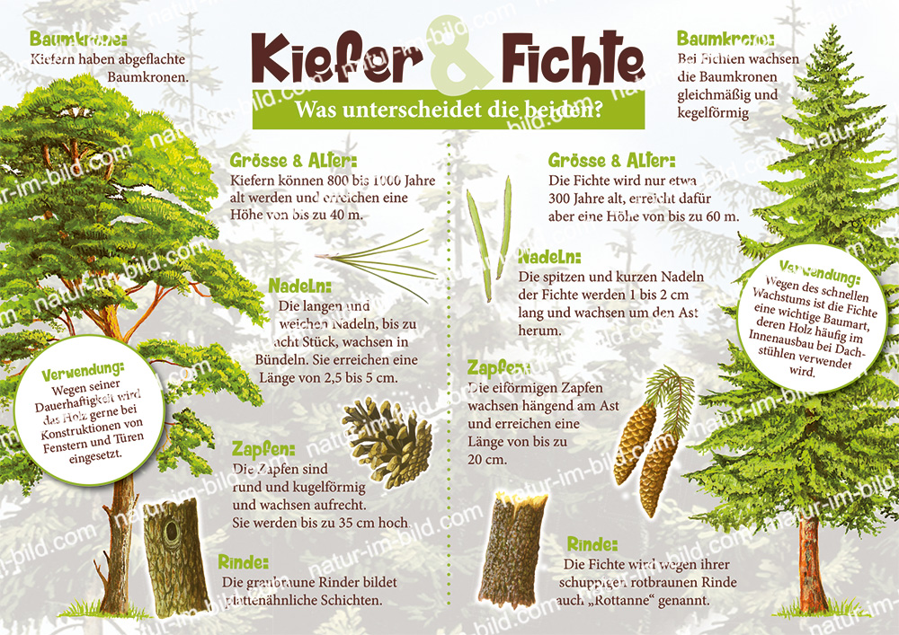 Kiefer & Fichte - was unterscheidet die beiden? | kologie | Lehrtafeln |  Natur im Bild Lehrtafeln fr Natur-, Lehr- oder Lernpfade