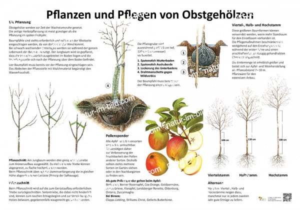 Pflanzen und Pflegen von Obstgehölzen