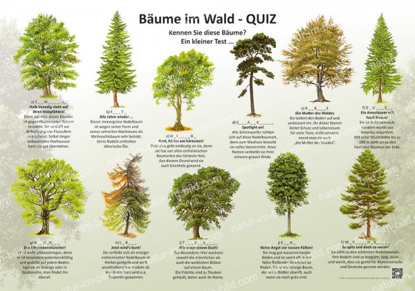 Bäume im Wald - Quiz