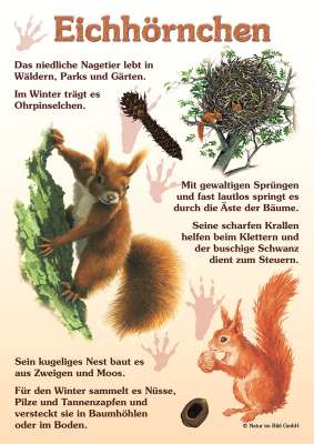 Eichhörnchen -Quiz | Quiztafel | Lehrtafeln | Natur im Bild Lehrtafeln