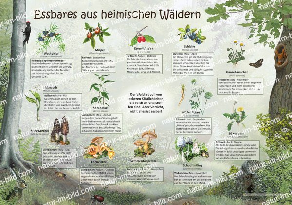 Essbares aus heimischen Wäldern