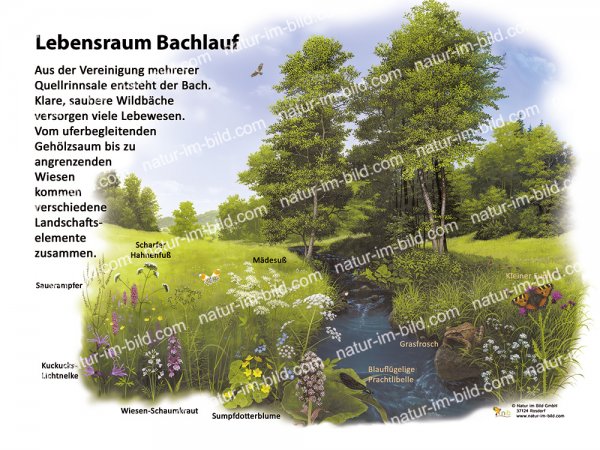 Lebensraum Bachlauf