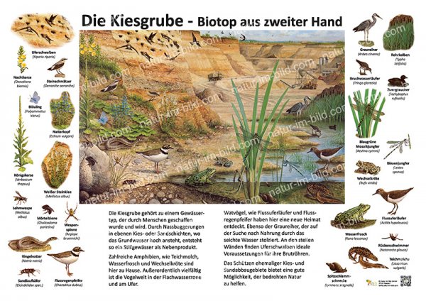 Die Kiesgrube - Biotop aus zweiter Hand