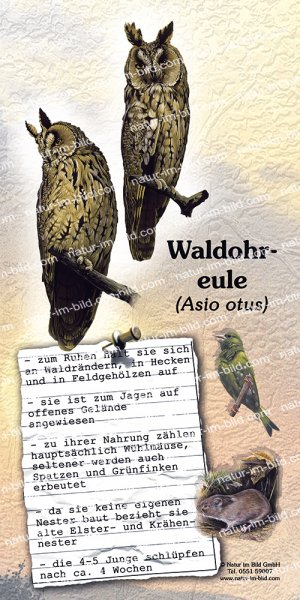 Waldohreule