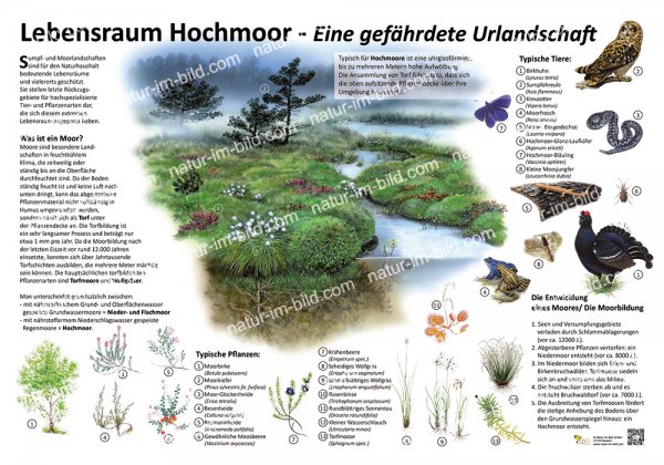 Lebensraum Hochmoor - Eine gefährdete Urlandschaft