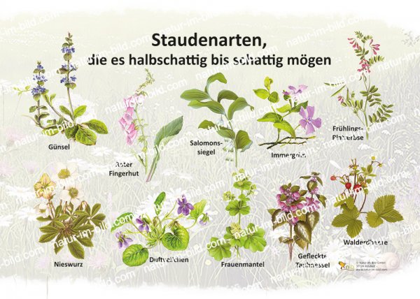 Staudenarten