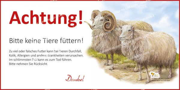 Achtung bitte keine Tiere füttern - Schaf