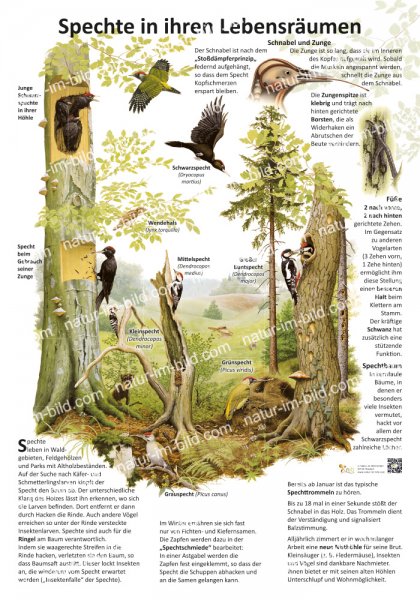 Spechte in ihren Lebensräumen