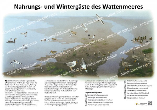 Nahrungs- und Wintergäste des Wattenmeeres