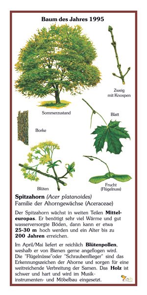 Spitzahorn - Baum des Jahres 1995
