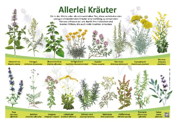 Allerlei Kräuter