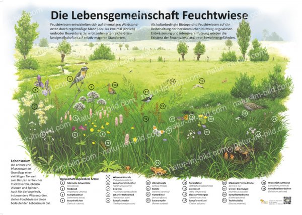 Die Lebensgemeinschaft Feuchtwiese