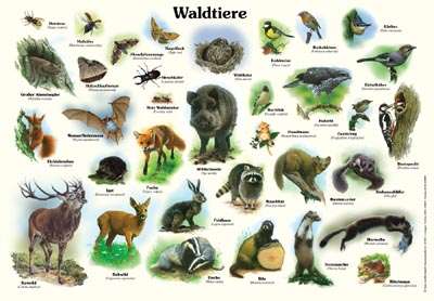Waldtiere | Tiere | Lehrtafeln | Natur im Bild Lehrtafeln für Natur