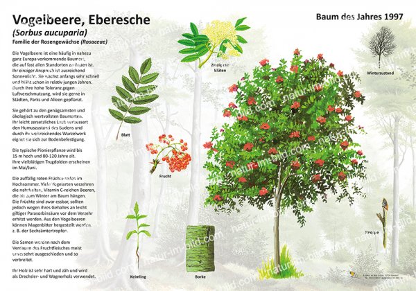 Vogelbeere, Eberesche