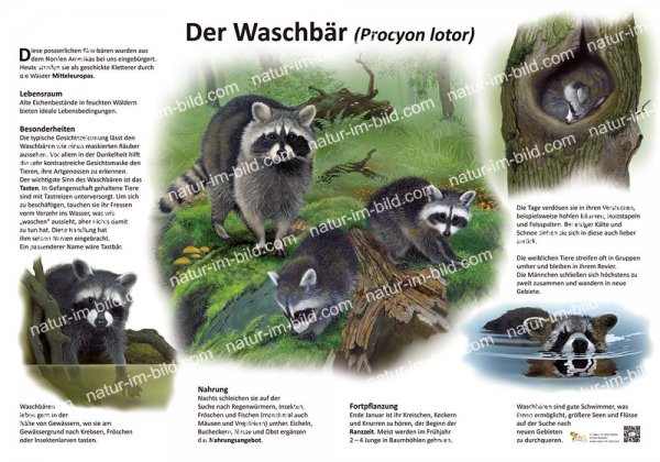 Der Waschbär