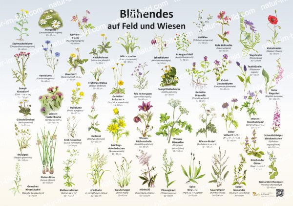 Blühendes auf Feld und Wiesen