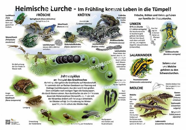 Heimische Lurche - Im Frühling kommt Leben in die Tümpel