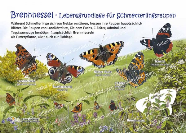 Brennnessel - Lebensgrundlage für Schmetterlingsraupen