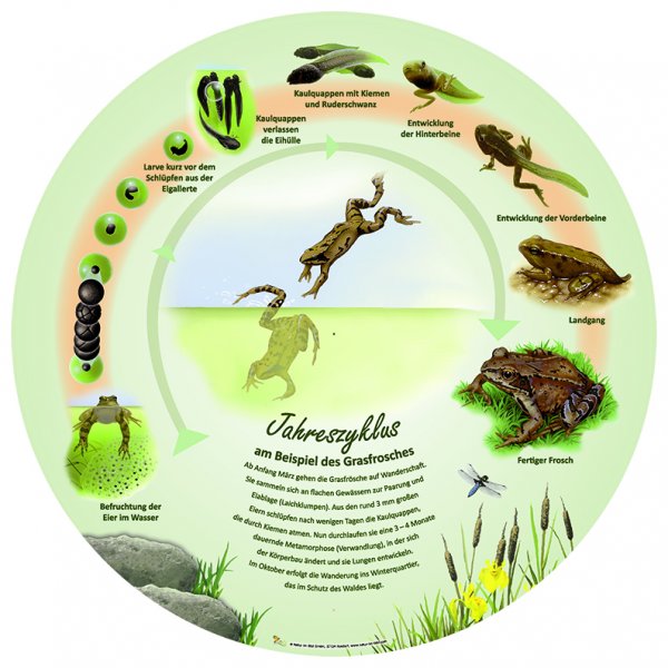 Jahreszyklus - am Beispiel des Grasfrosches