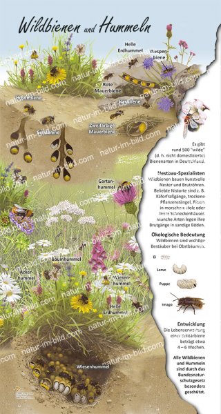 Wildbienen und Hummeln, 45 x 85 cm