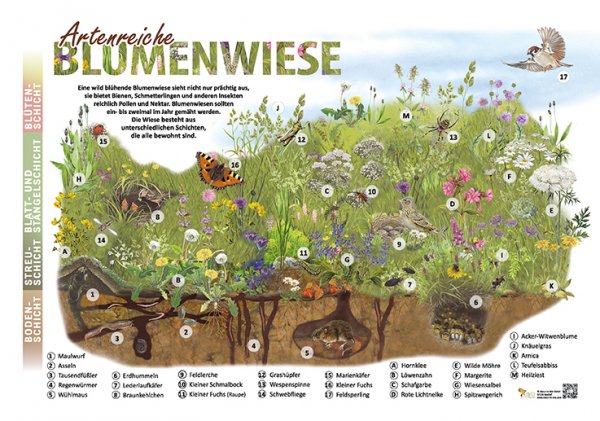 Artenreiche Blumenwiese