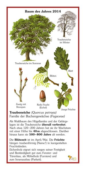 Traubeneiche - Baum des Jahres 2014
