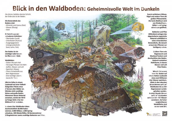 Blick in den Waldboden - Geheimnisvolle Welt im Dunkeln