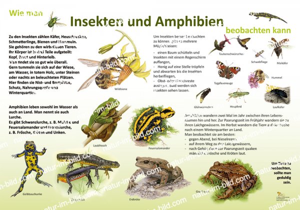 Wie man Insekten und Amphibien beobachten kann