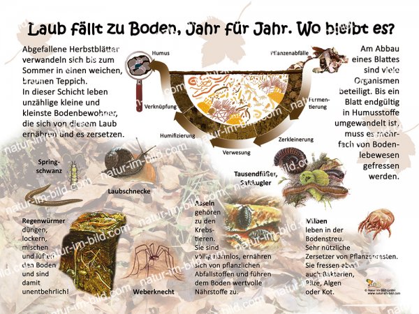 Laub fällt zu Boden