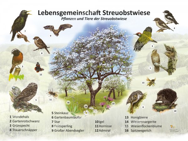 Lebensgemeinschaft Streuobstwiese