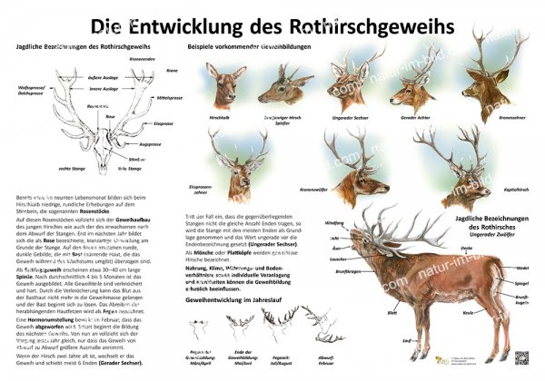 Die Entwicklung des Rothirschgeweihs