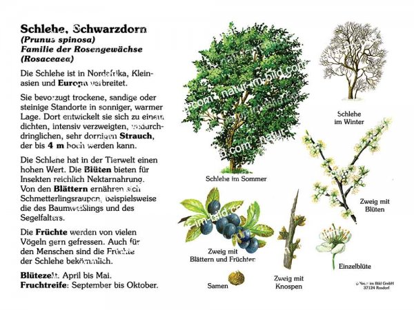 Schlehe, Schwarzdorn