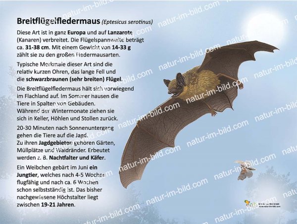 Breitflügelfledermaus